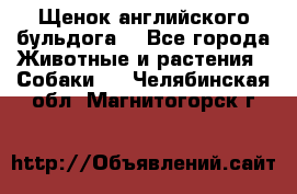 Щенок английского бульдога  - Все города Животные и растения » Собаки   . Челябинская обл.,Магнитогорск г.